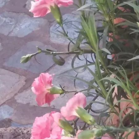 El Sauzal: Casa Flora Garden * El Sauzal