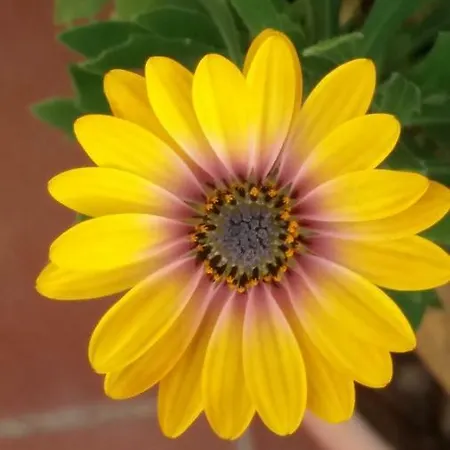 El Sauzal: Casa Flora Garden *