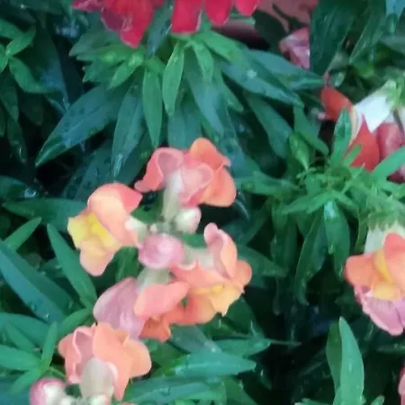 Appartamento El Sauzal: Casa Flora Garden *