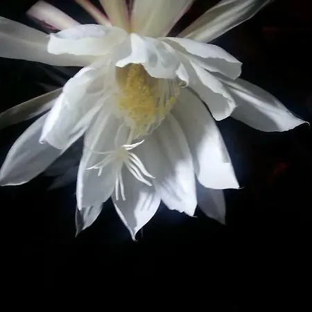 El Sauzal: Casa Flora Garden * サウサル