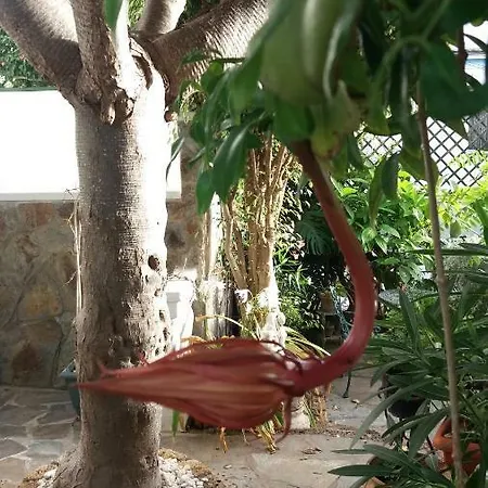 El Sauzal: Casa Flora Garden *