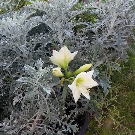 El Sauzal: Casa Flora Garden *