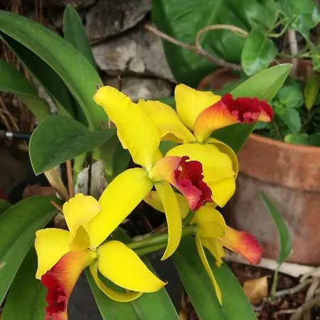 El Sauzal: Casa Flora Garden